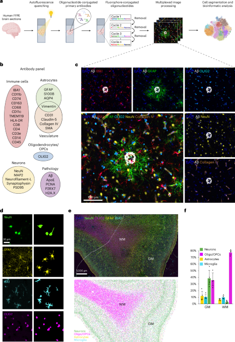 Spatial proteomic analysis in human Alzheimer’s disease brains enables identification of microenvironment-dependent microglial cell states