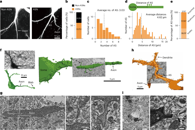 Excitatory synapses onto axonic spines jump-start action potentials and route information flow