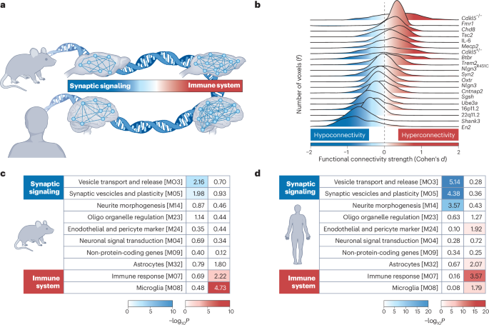 Parsing autism spectrum heterogeneity through fMRI