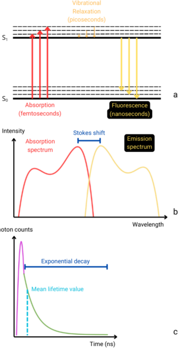 Fluorescence lifetime imaging microscopy of lignocellulosic biomass: principles, applications, and related techniques