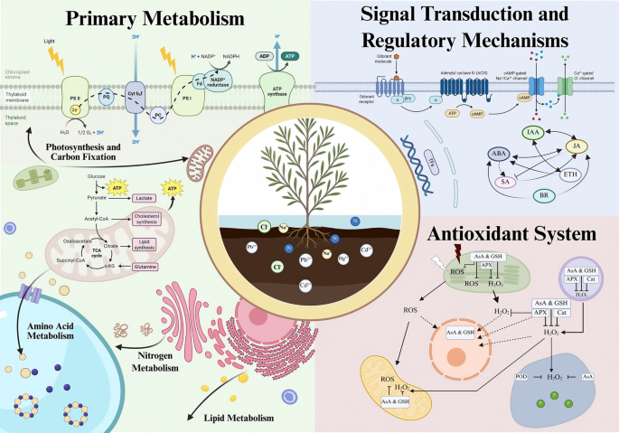Physiological response and metabolic regulation of pollutant stress in : a review