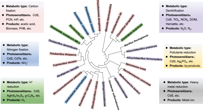 Photoelectrotrophy: a novel mode of microbial metabolism and its biogeochemical effects
