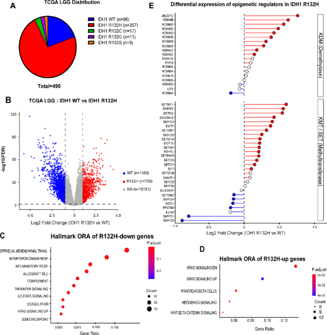 Integrated transcriptomic analysis reveals KRAS-associated gene activation and epigenetic regulation in mutant IDH1 glioma