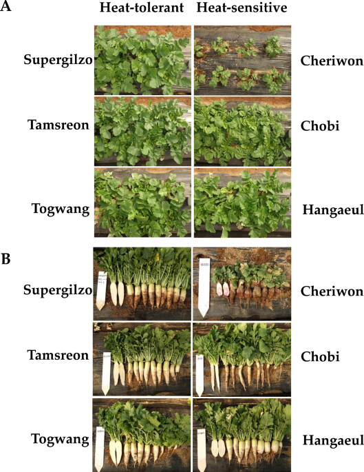 Selection of heat stress-tolerant cultivars from radish and analysis of gene expression under high-temperature