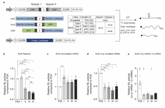 Platform-dependent performance of P2A and IRES linkers in multicistronic gene expression