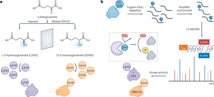 Decoding stereospecific metabolic regulation of protein modifications