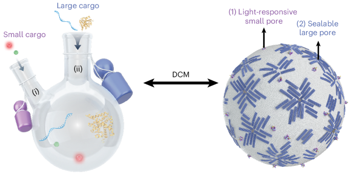 A synthetic cell microreactor with two types of interacting dynamic DNA-based pores