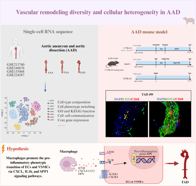 Erosion or Explosion: Integrated Single-Cell Transcriptomics Reveals Cellular Heterogeneity in Aortic Aneurysm and Dissection