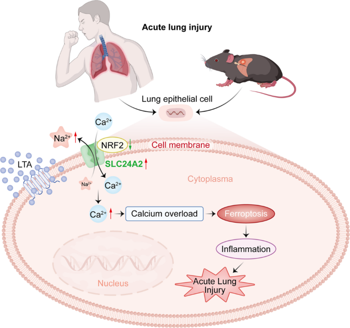 Nrf2 Protects Against Lipoteichoic Acid-Induced Acute Lung Injury By Suppressing SLC24A2-Mediated Ferroptosis