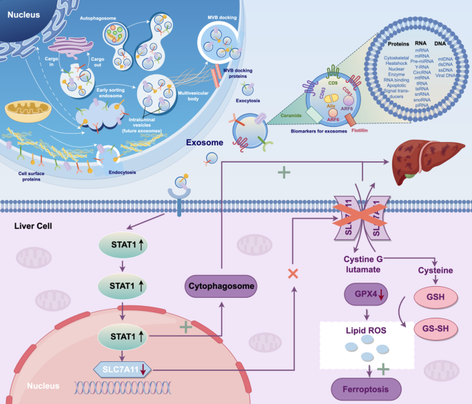 Peripheral Circulating Exosomes Induce Sepsis-associated Liver Injury by Up-regulating STAT1 to Promote Autophagy and Regulating the SLC7A11-GSH-GPX4 Axis to Promote Ferroptosis