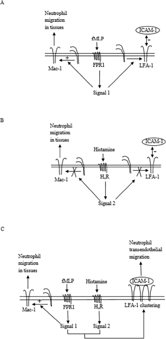 The Histamine Four Receptor Regulates LFA-1 But Not Mac-1 -Dependent Neutrophil Adhesion and Inflammatory Functions