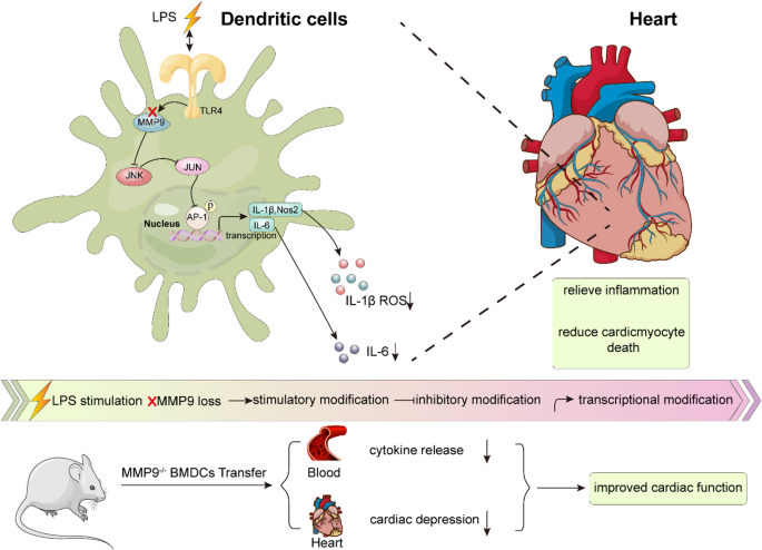 Dendritic Cells Derived MMP9 Fuels Sepsis-Induced Cardiac Dysfunction Through JNK/AP1 Driven Pro-Inflammatory Cytokine and Nitric Oxide Storm