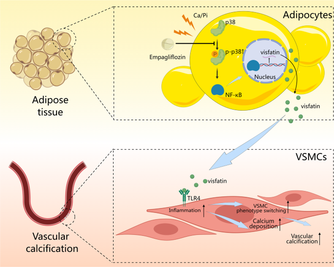 Adipose-Derived Proinflammatory Visfatin Promotes Vascular Calcification via TLR4 and is Suppressed by Empagliflozin