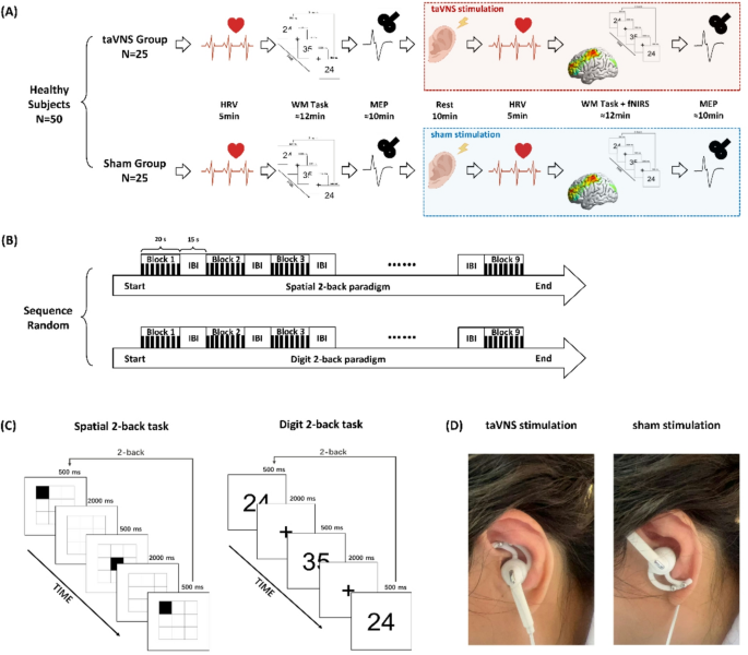 Mechanisms of taVNS-induced working memory enhancement: a multimodal fNIRS–HRV–MEP study