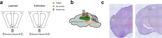 Extinction reshapes SWR-coupled reactivation of behavior-defined assembly templates and auditory responses during sleep in the hippocampus and auditory cortex