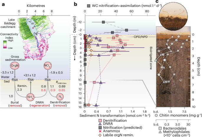 Seasonality of lake microbial denitrification and its sensitivity to climate warming