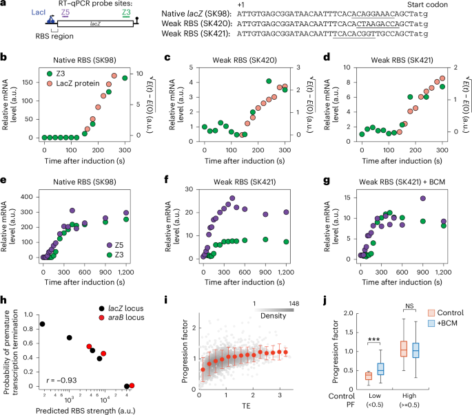 Spatial and genetic constraints govern transcription–translation coupling and mRNA degradation in bacteria