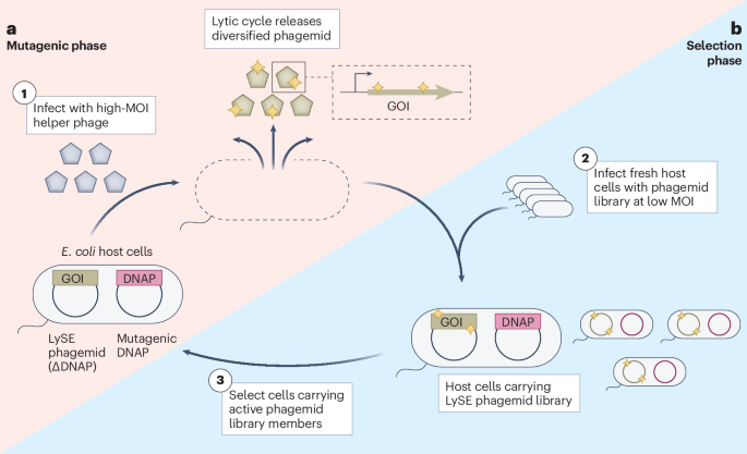 Bridging classical and continuous directed evolution
