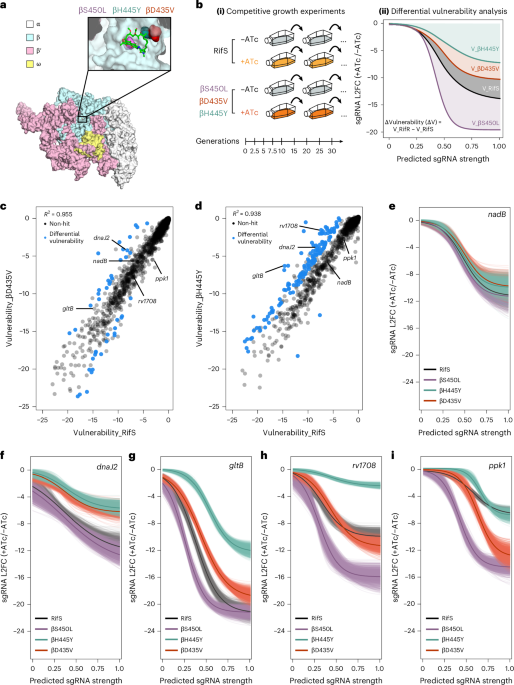 Transcription attenuation amplifies collateral vulnerabilities in rifampicin-resistant Mycobacterium tuberculosis