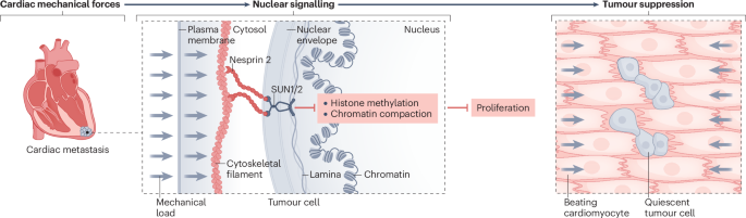 The beating heart as a tumour-suppressive niche