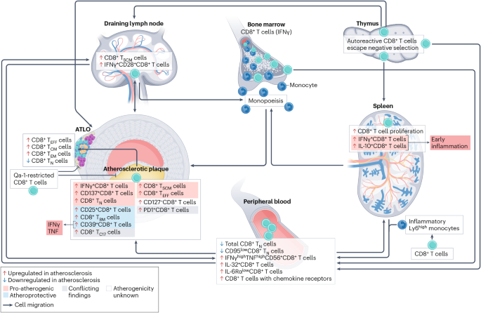 CD8+ T cells in atherosclerosis and coronary artery disease