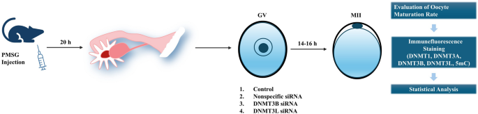 Epigenetic orchestration by DNMT3B and DNMT3L throughout oocyte maturation