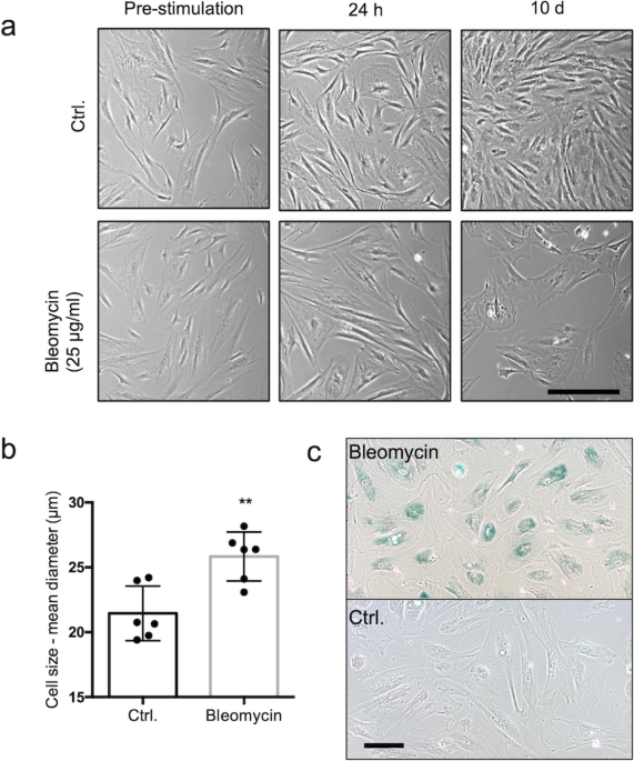 A rapid and robust translational model for testicular aging research