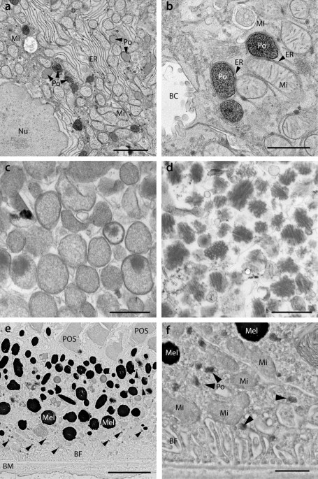 Visualisation of peroxisomes: a journey through seven decades