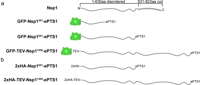 The peroxisomal importomer can accommodate an intrinsically disordered protein of 1247 residues
