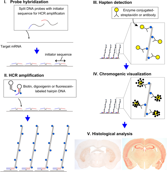 Methodological framework for chromogenic mRNA detection using in situ hybridization chain reaction