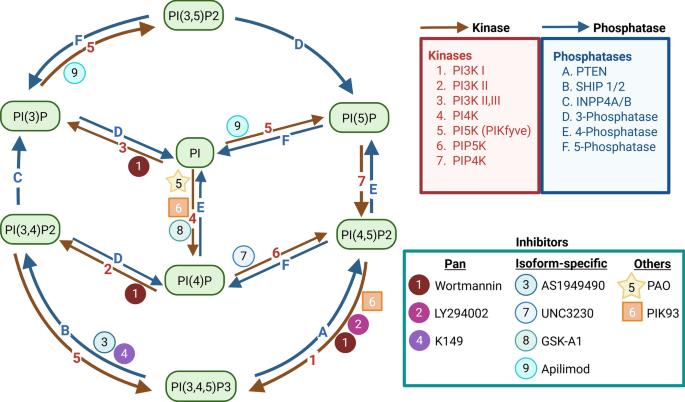 Approaches to visualize, quantify, and manipulate phosphoinositides in cells