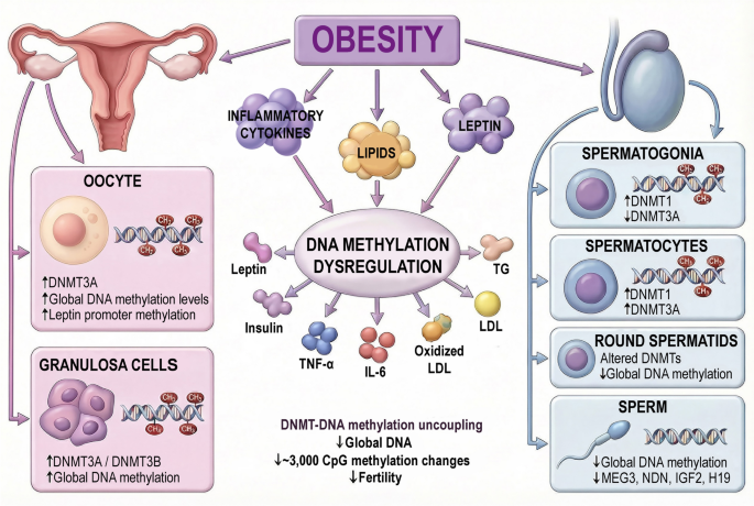 Effects of obesity on DNA methylation and DNA methyltransferases in the reproductive system
