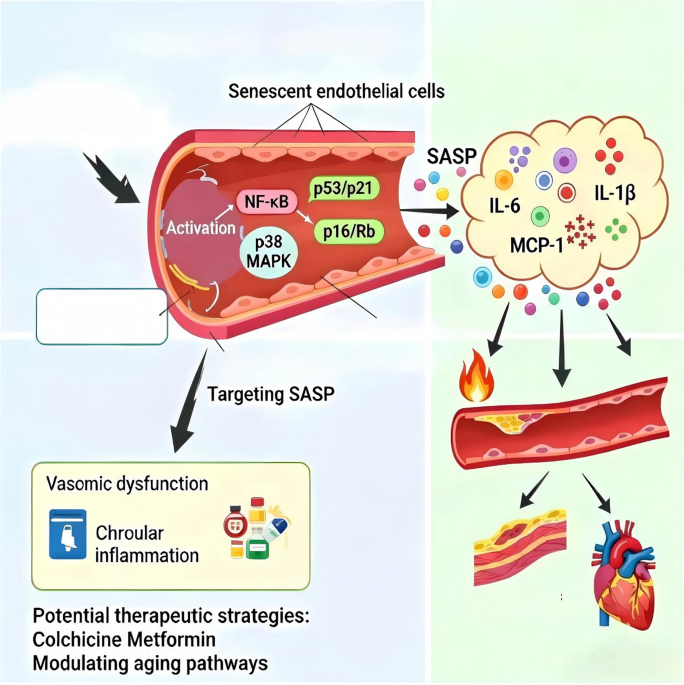 SASP-driven vascular aging: unraveling the transcriptional nexus in endothelial senescence and cardiovascular disease