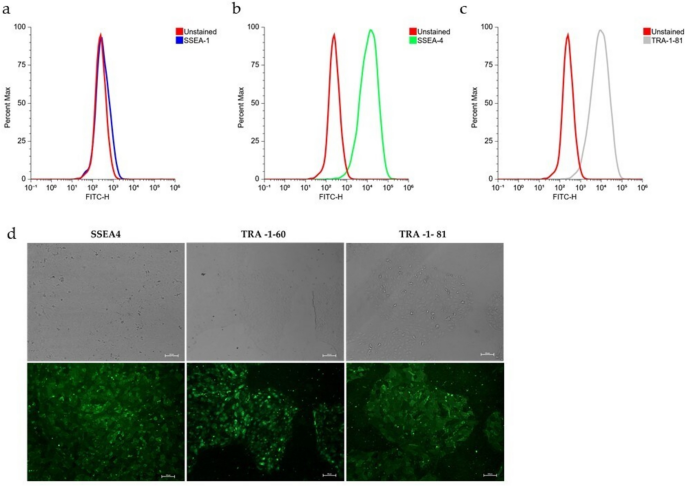 Functional suppression accompanies internal mitochondrial reorganization during cellular reprogramming