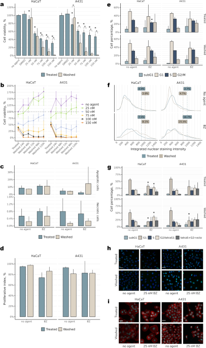 ER stress affects proliferation and induces polyploidization of cultured human HaCaT and A431 cells
