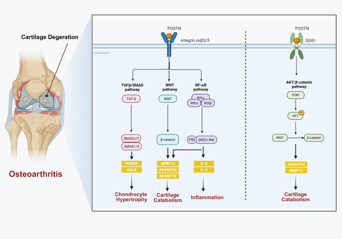 Periostin in joint physiology and pathology: multiple roles from mechanisms to clinical perspectives