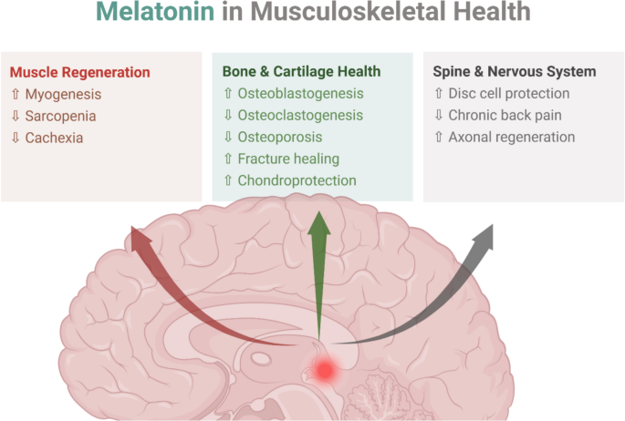 Decoding melatonin’s role in musculoskeletal health: mechanistic foundations and clinical applications