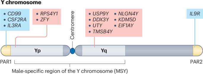 Beyond sex determination: the Y chromosome in male cancers