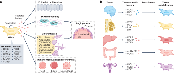 Mesenchymal stromal/stem cells in tumour initiation, progression and therapy