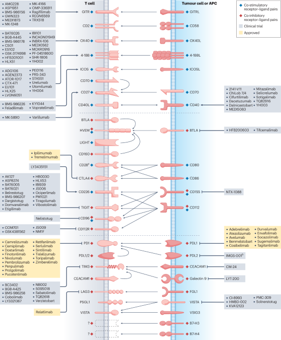 Regulation of immune checkpoint molecules in cancer immune evasion and therapy