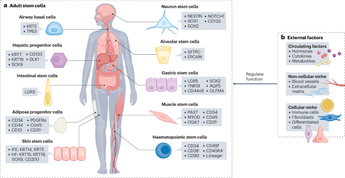 Stem cells as an essential mediator of the exercise–tumorigenesis link