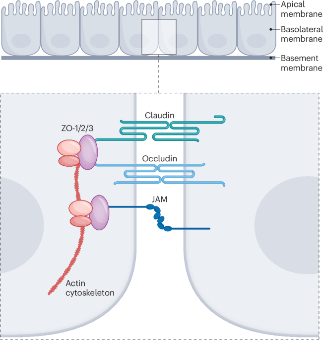 Targeting claudins in cancer