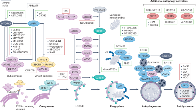 Autophagy modulation in cancer