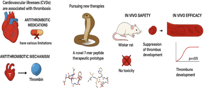 Mechanism of Anticoagulation, Inhibition of  Thrombus Formation, and Assessment of Preclinical Safety of a Snake Venom Phospholipase A Enzyme-inspired New Antithrombotic Custom Peptide