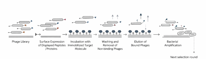Bacteriophage-Based Vaccine Platform for Next Generation Vaccine Development Against Bovine Tuberculosis and Other Pulmonary Diseases of Animals