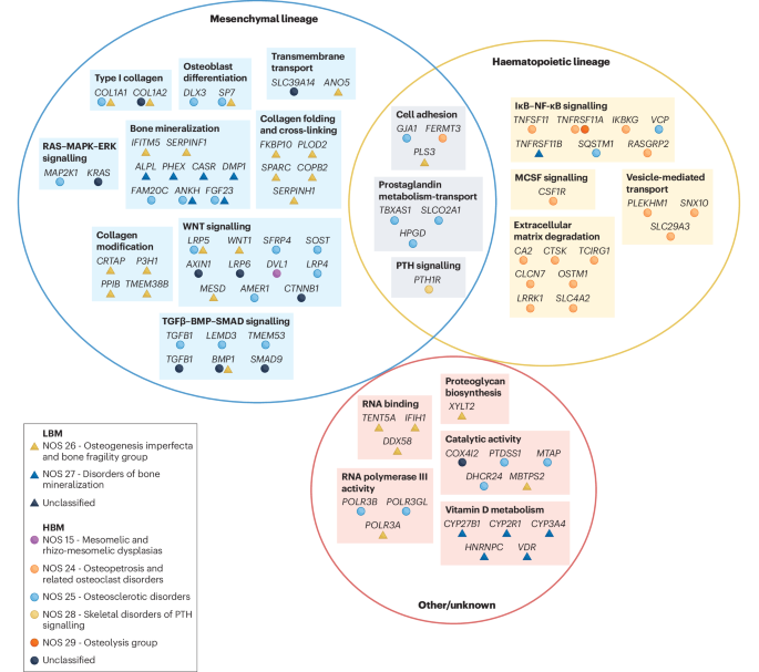 The pathogenesis and intersecting mechanisms of monogenic bone mass disorders