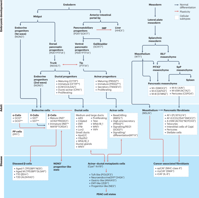 Understanding development and cellular plasticity in the pancreas in health and disease