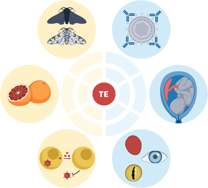Transposable elements as catalysts of evolutionary innovation