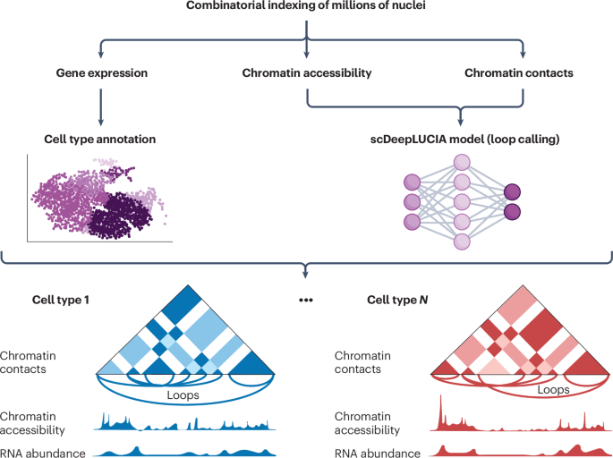 Single-cell trimodal profiling with scHiCAR