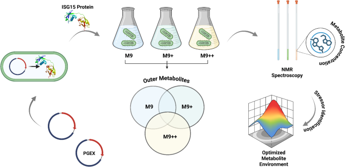 M9 medium composition alters  metabolism during recombinant expression